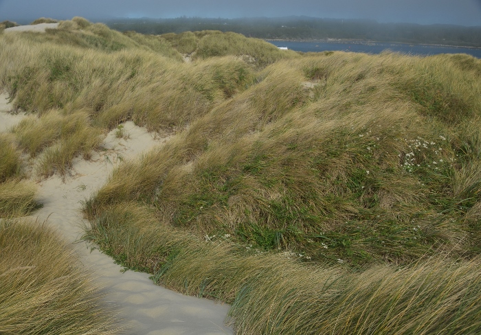 grassy dunes closeup